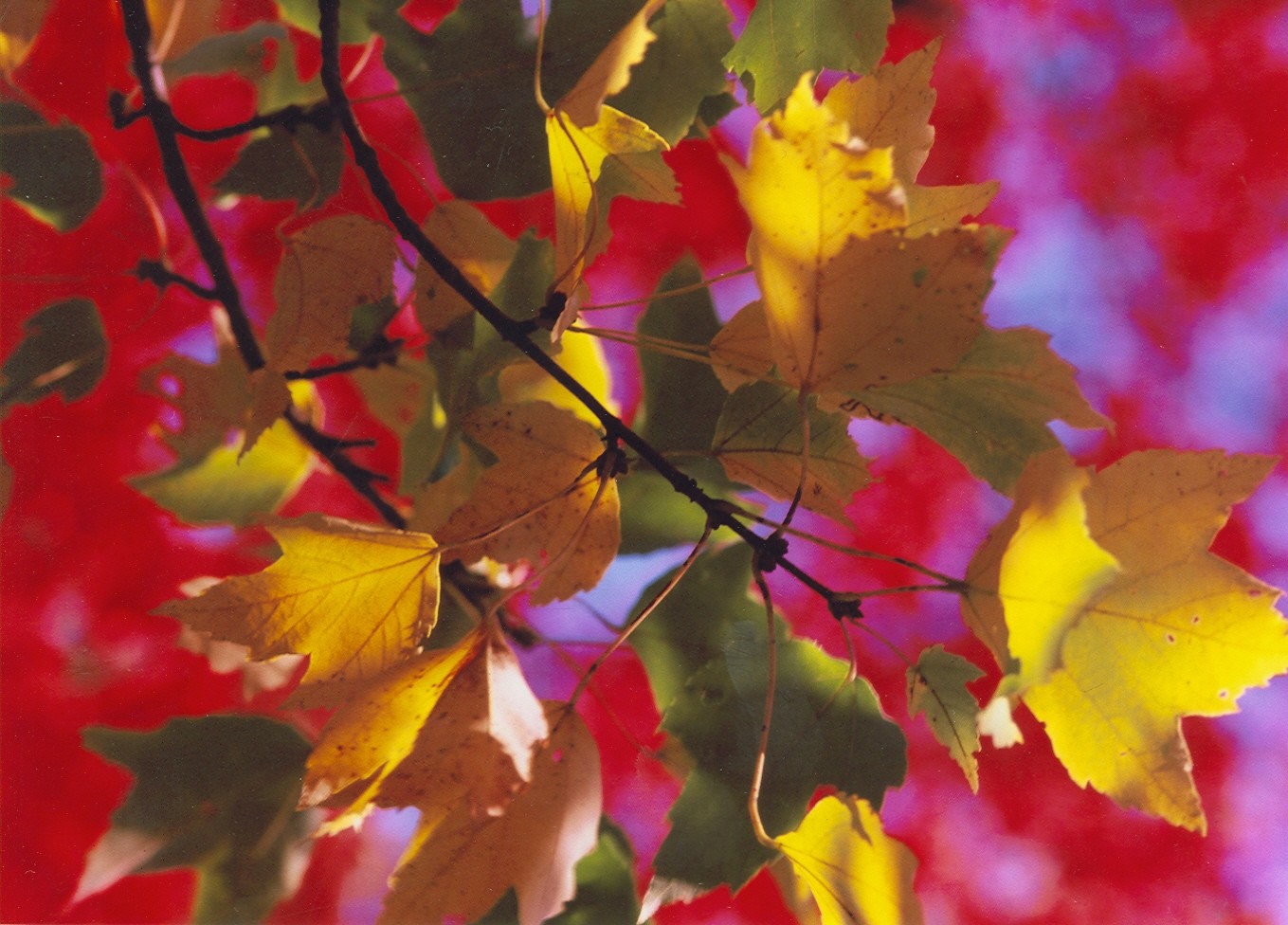 colorful fall leaves